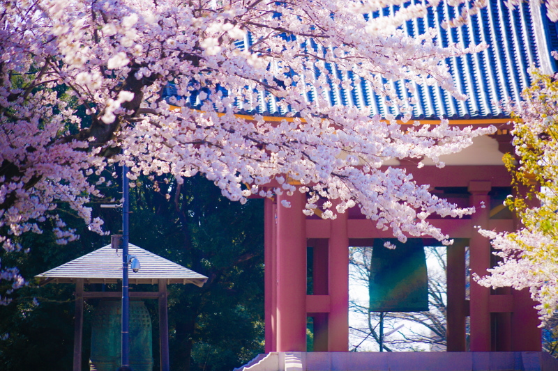 大田区にある池上本門寺の満開の桜
