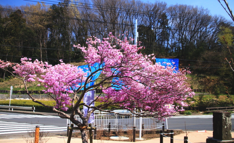 東京都瑞穂町の桃の木と花